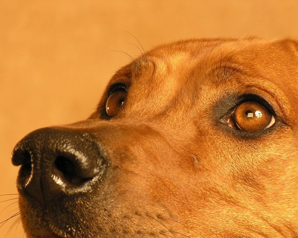 Собачья морда