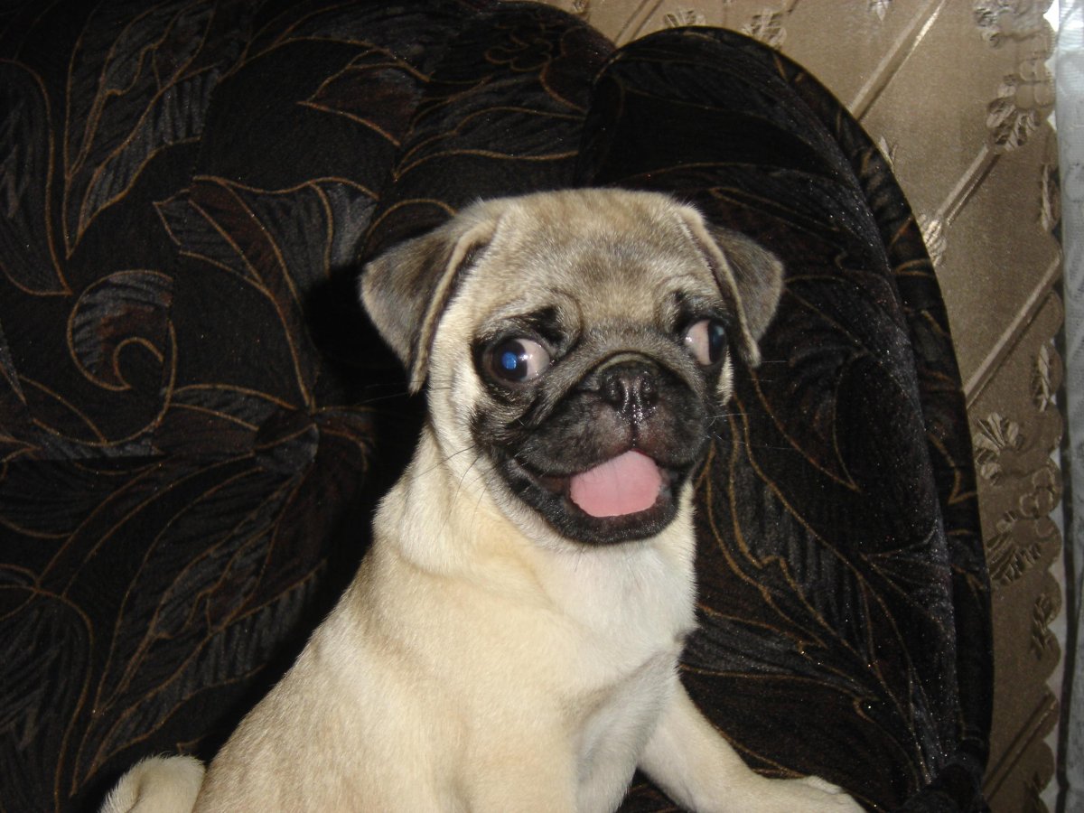 Косые мопсы