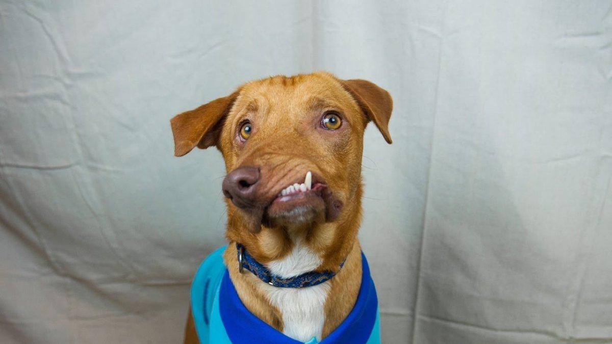 Собака с выдвинутой челюстью