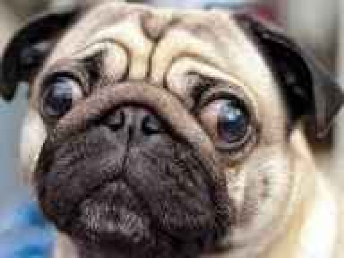 Косоглазый Мопс