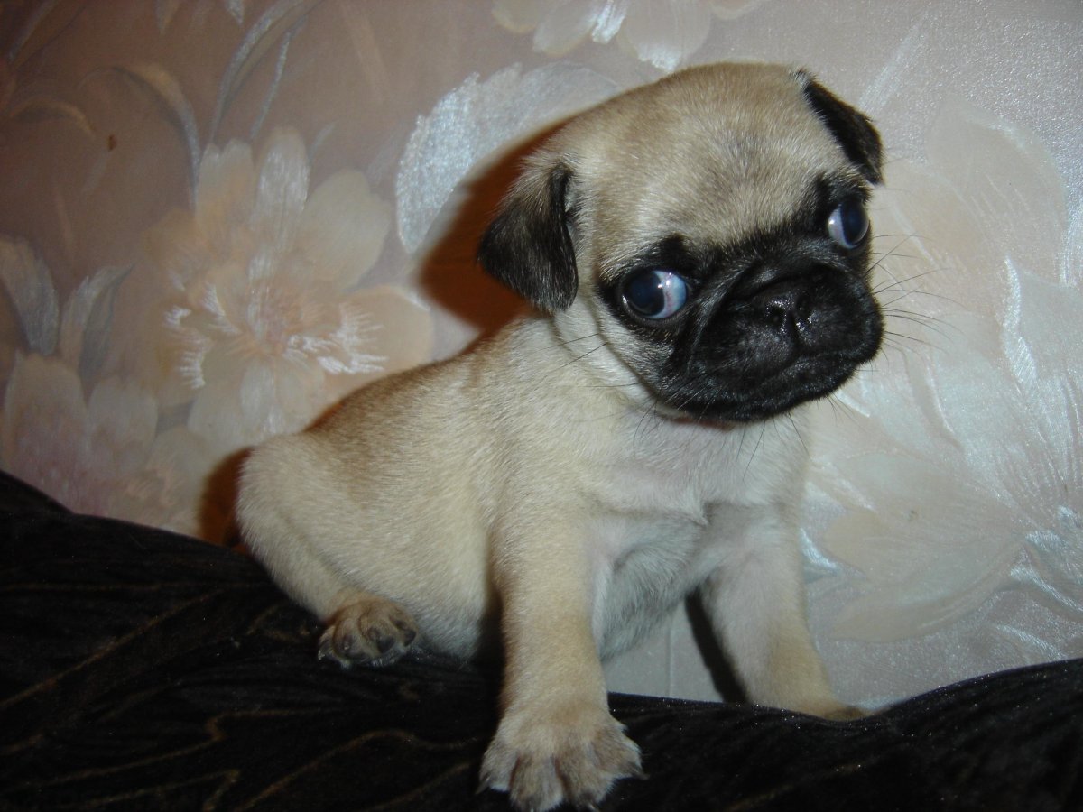 Гидроцефалия у собаки Мопс