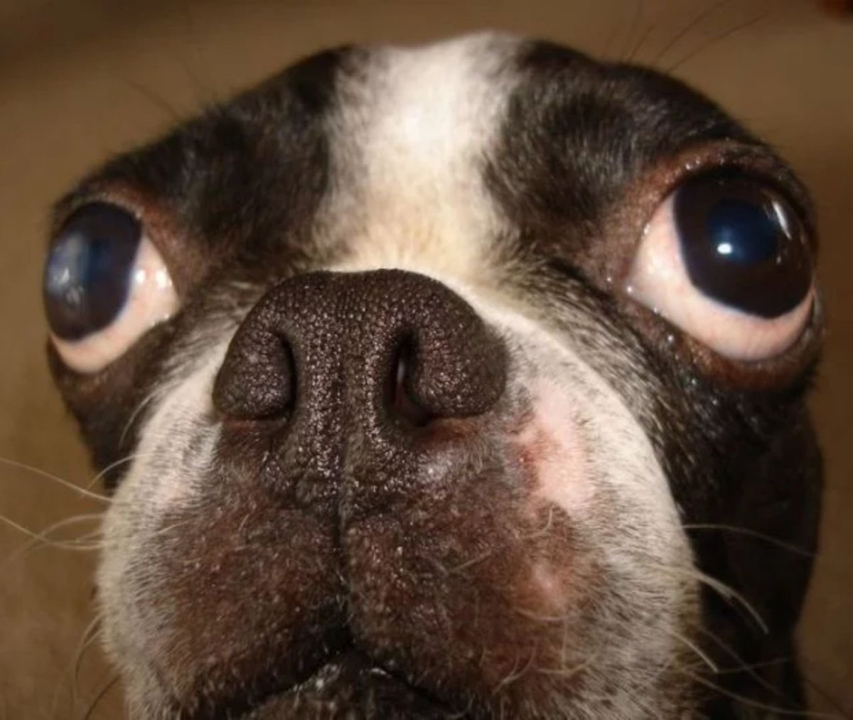 Собака с вытаращенными глазами