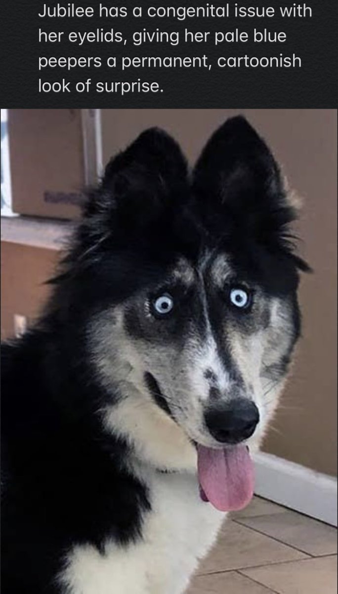 Хаски по имени Джубили