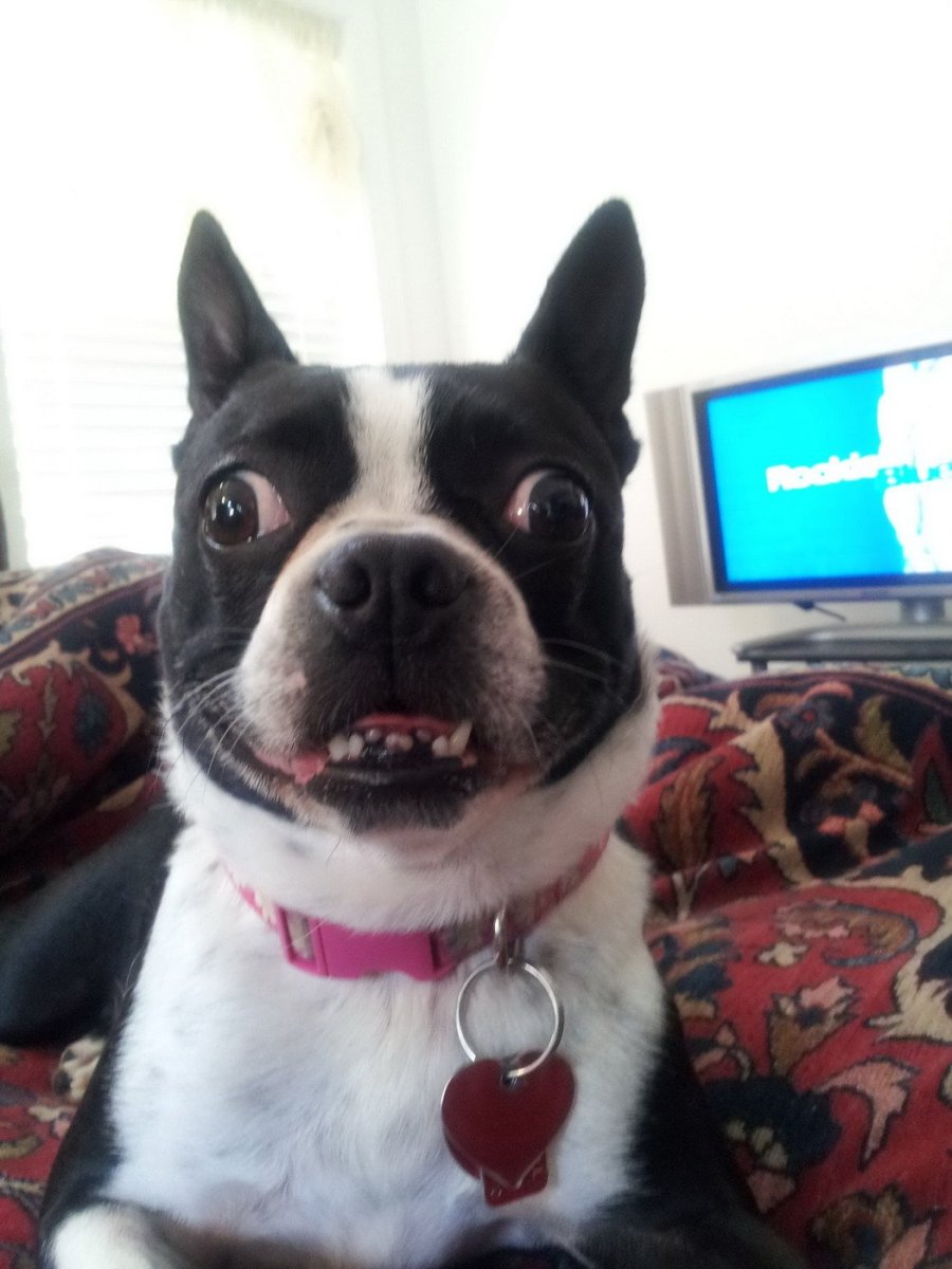 Косоглазый Мопс