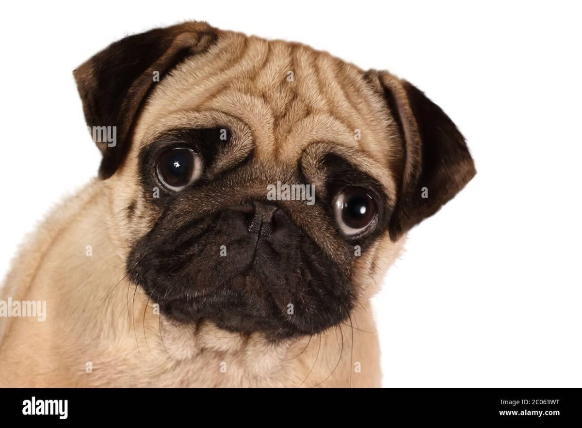 Мопс с косоглазием