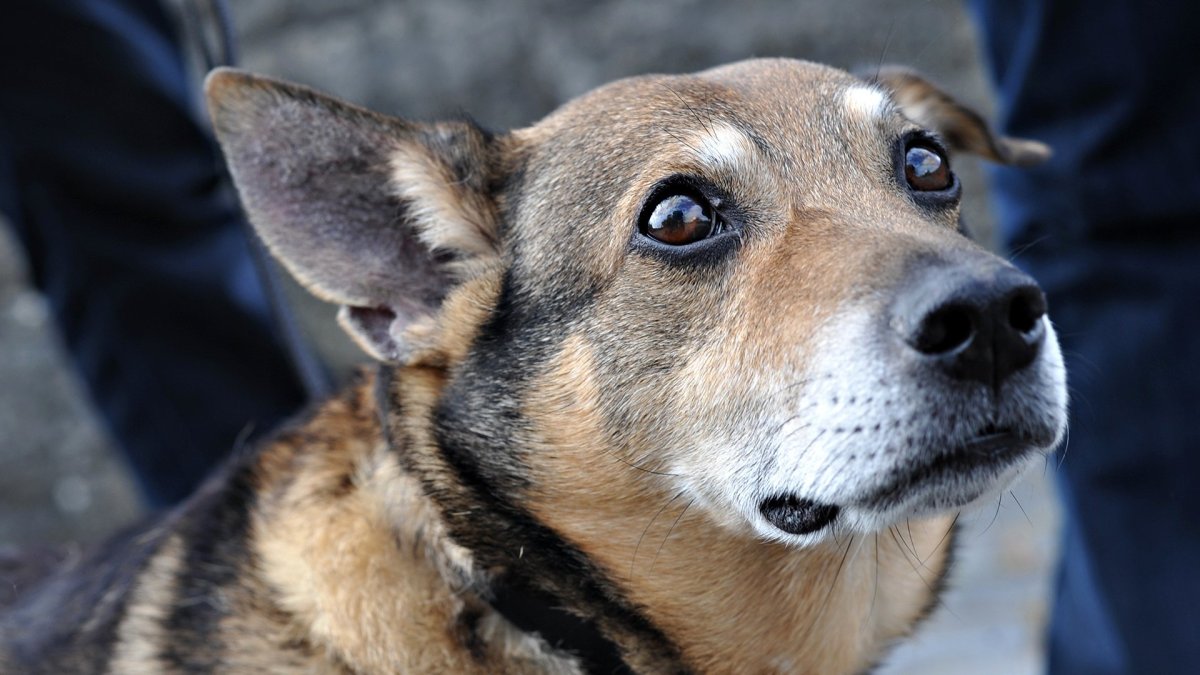 Косоглазие у собак