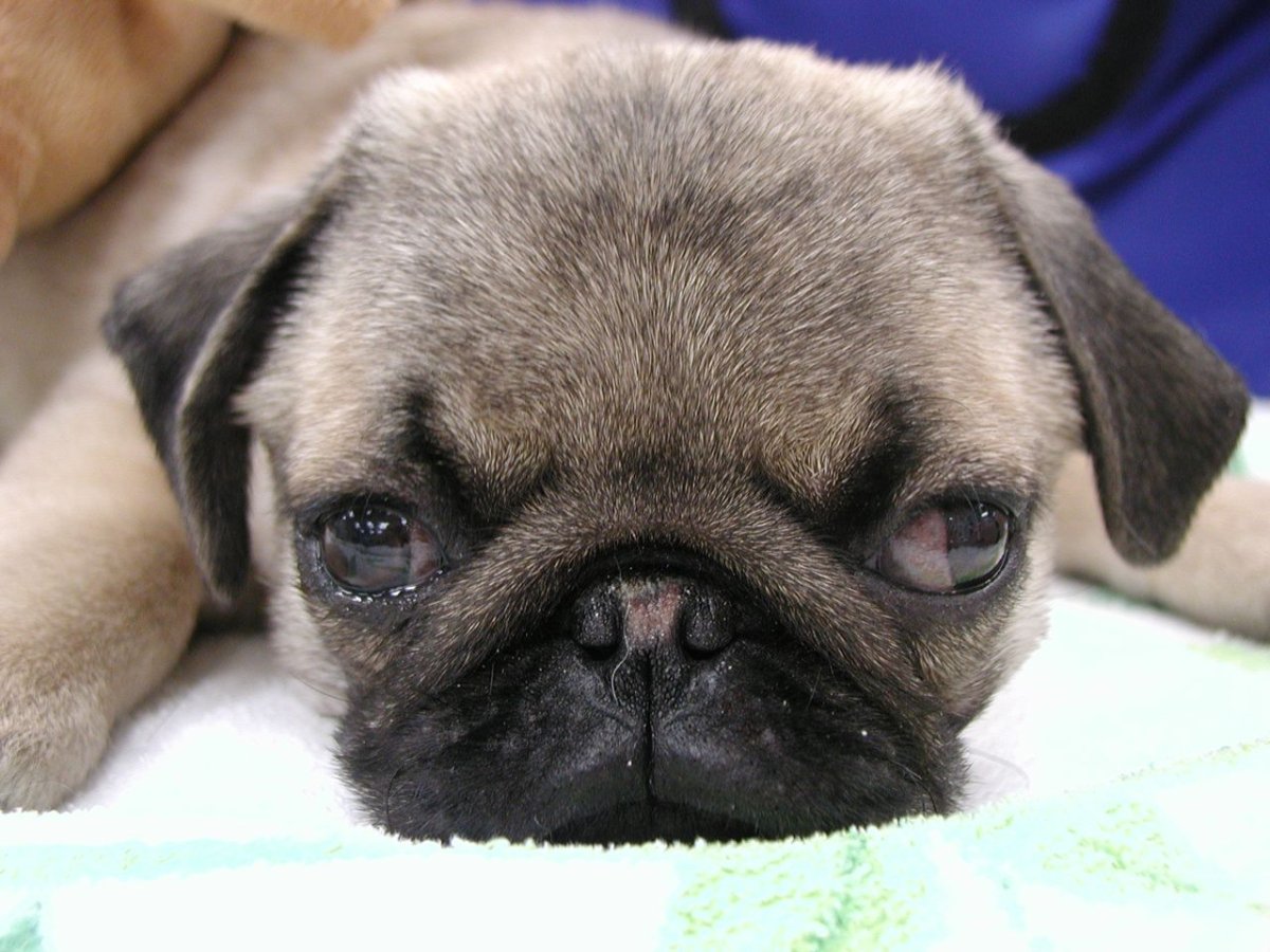 Мопс с косоглазием