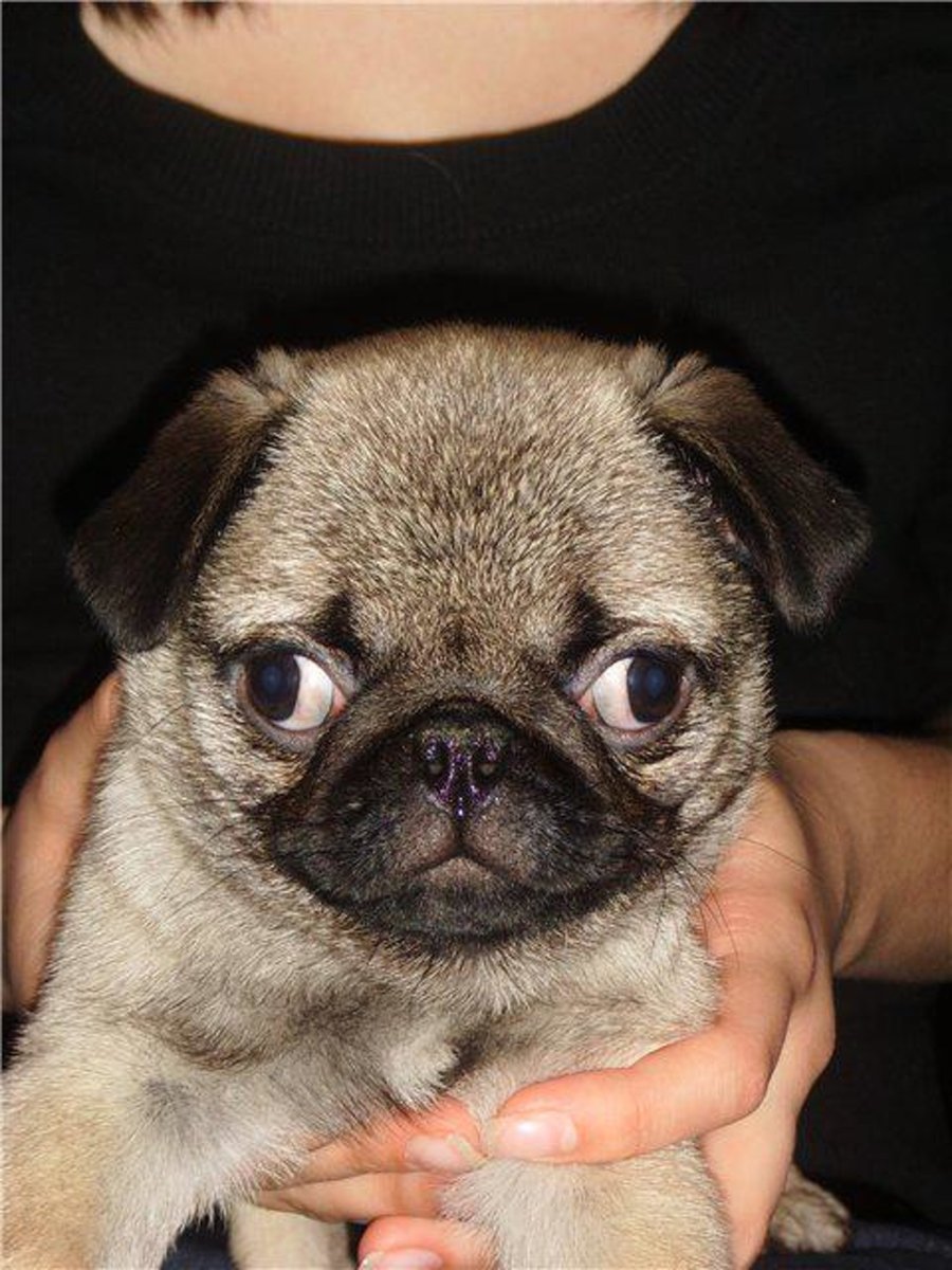 Мопс с косыми глазами