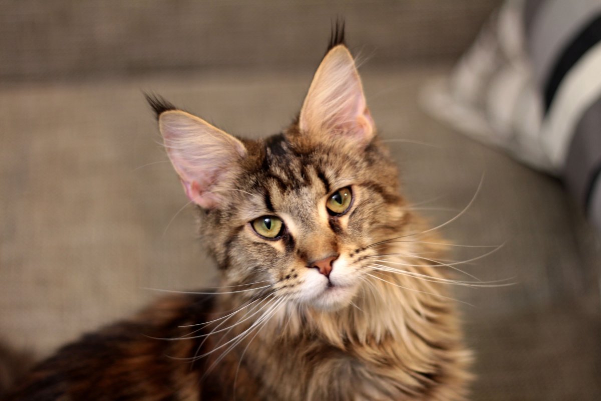 Кот Мейн кун