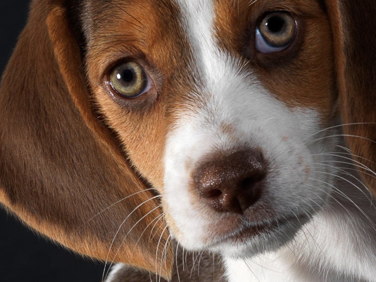 Бигль глаза