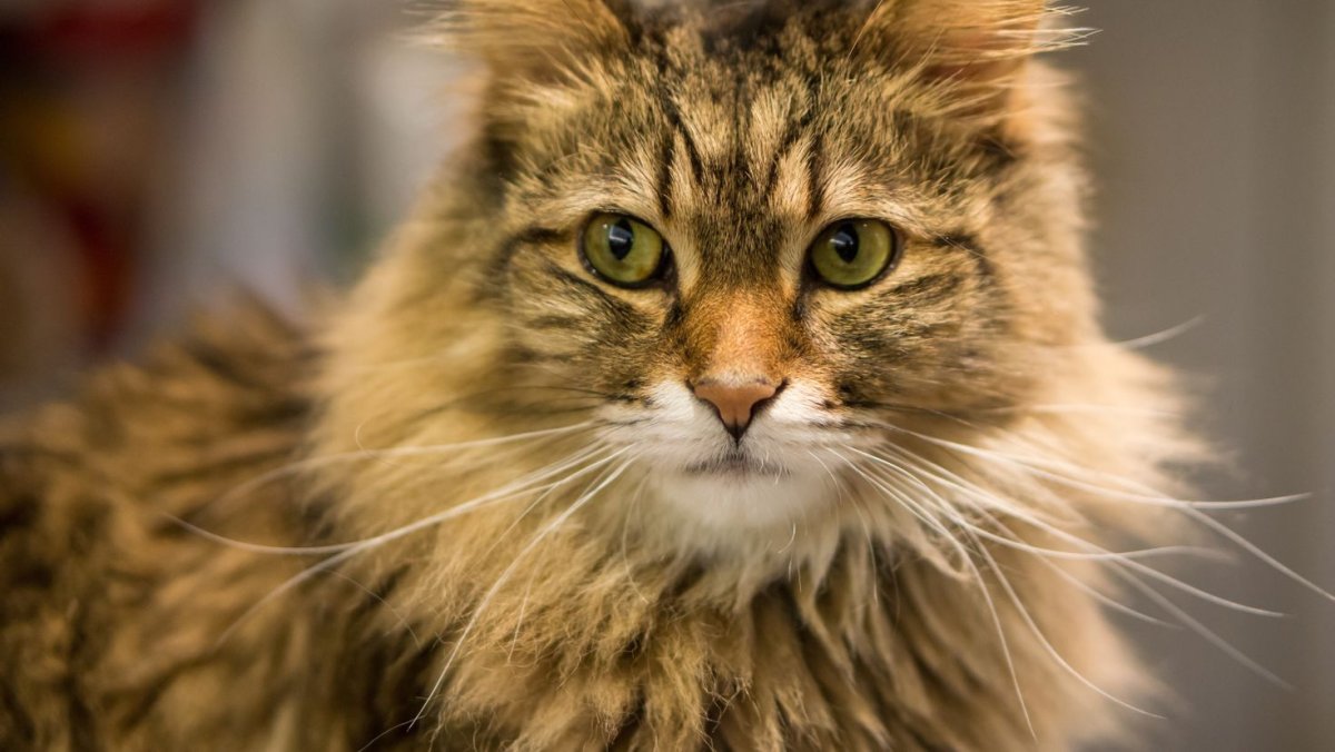 Кот Мейн кун Усатый