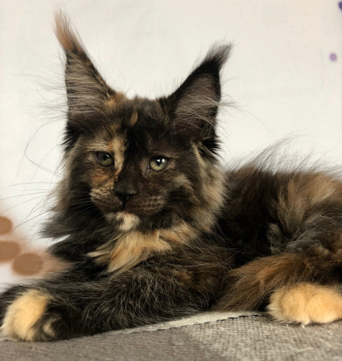 Мэйн кошка Мейн кун