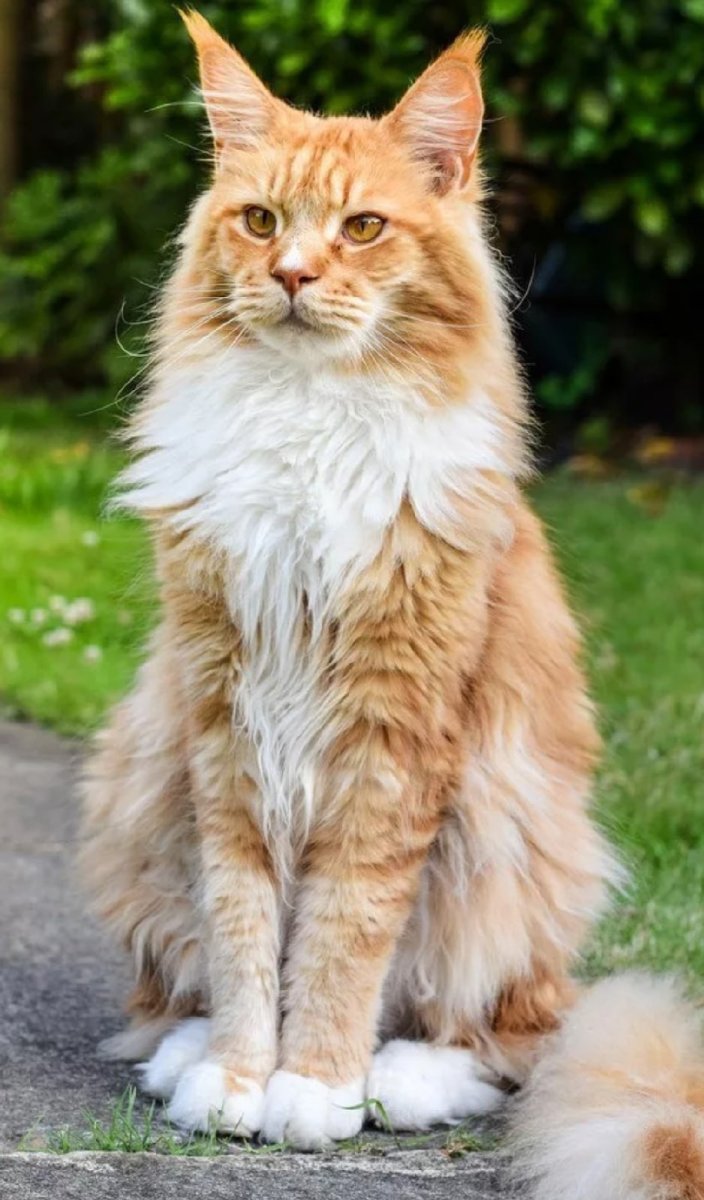 Мейн кун Аборигенная порода