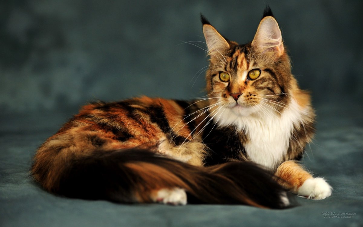 Короткошерстные Мейн куны