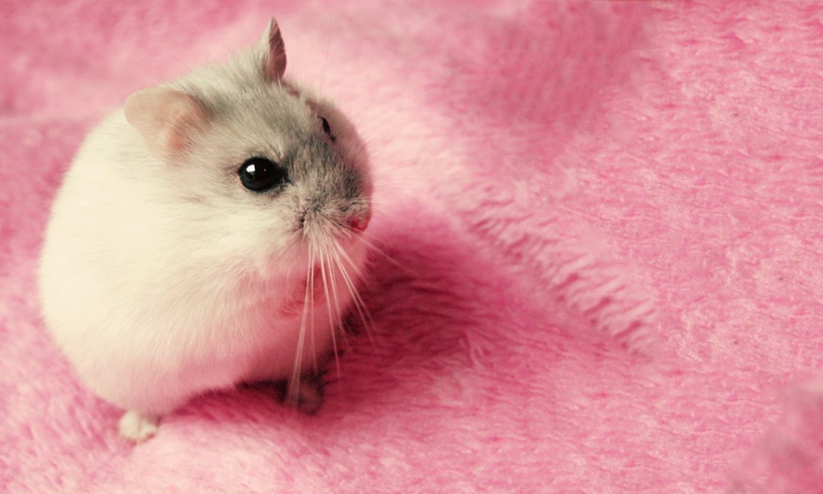 Милые хомячки