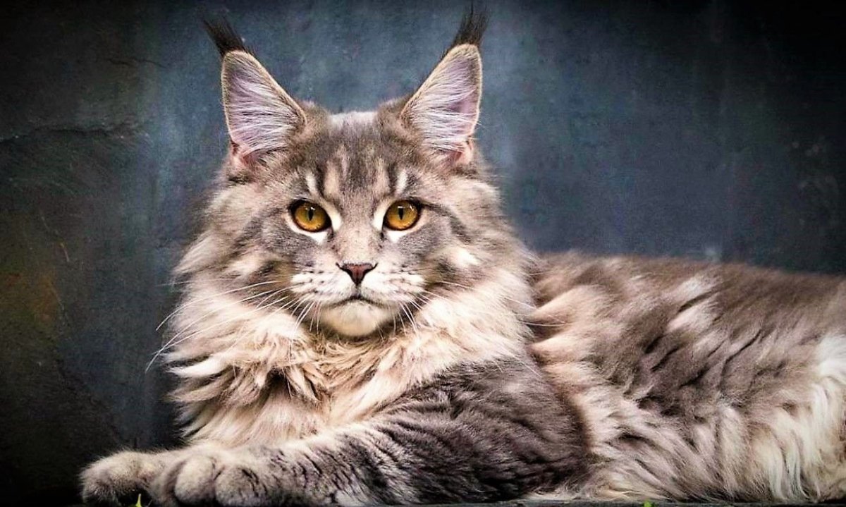 Кот Мейн кун