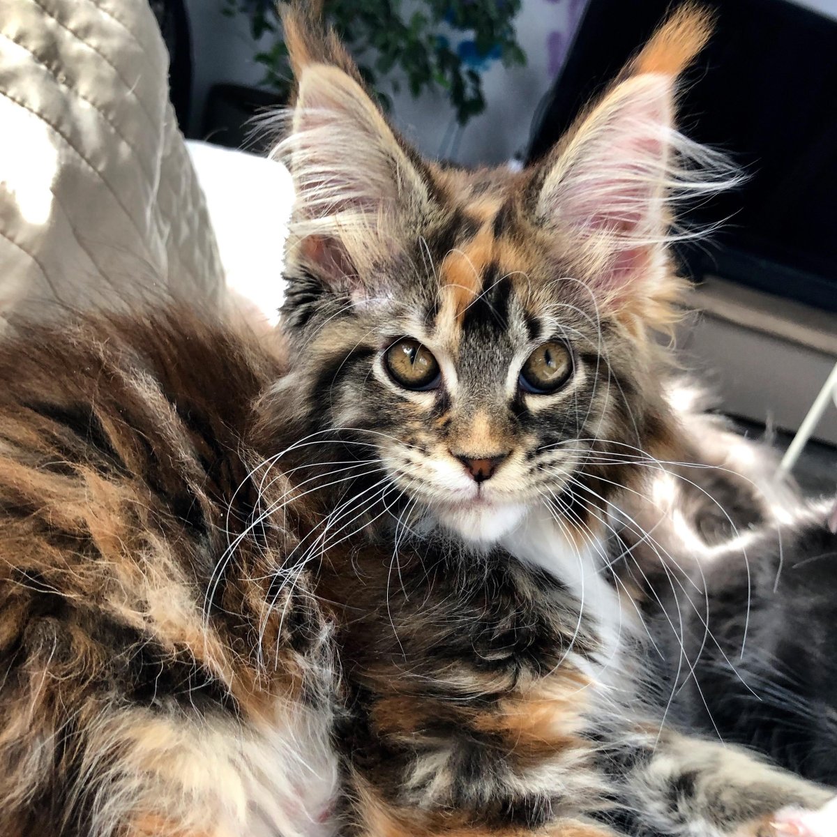 Камышовый Мейн кун