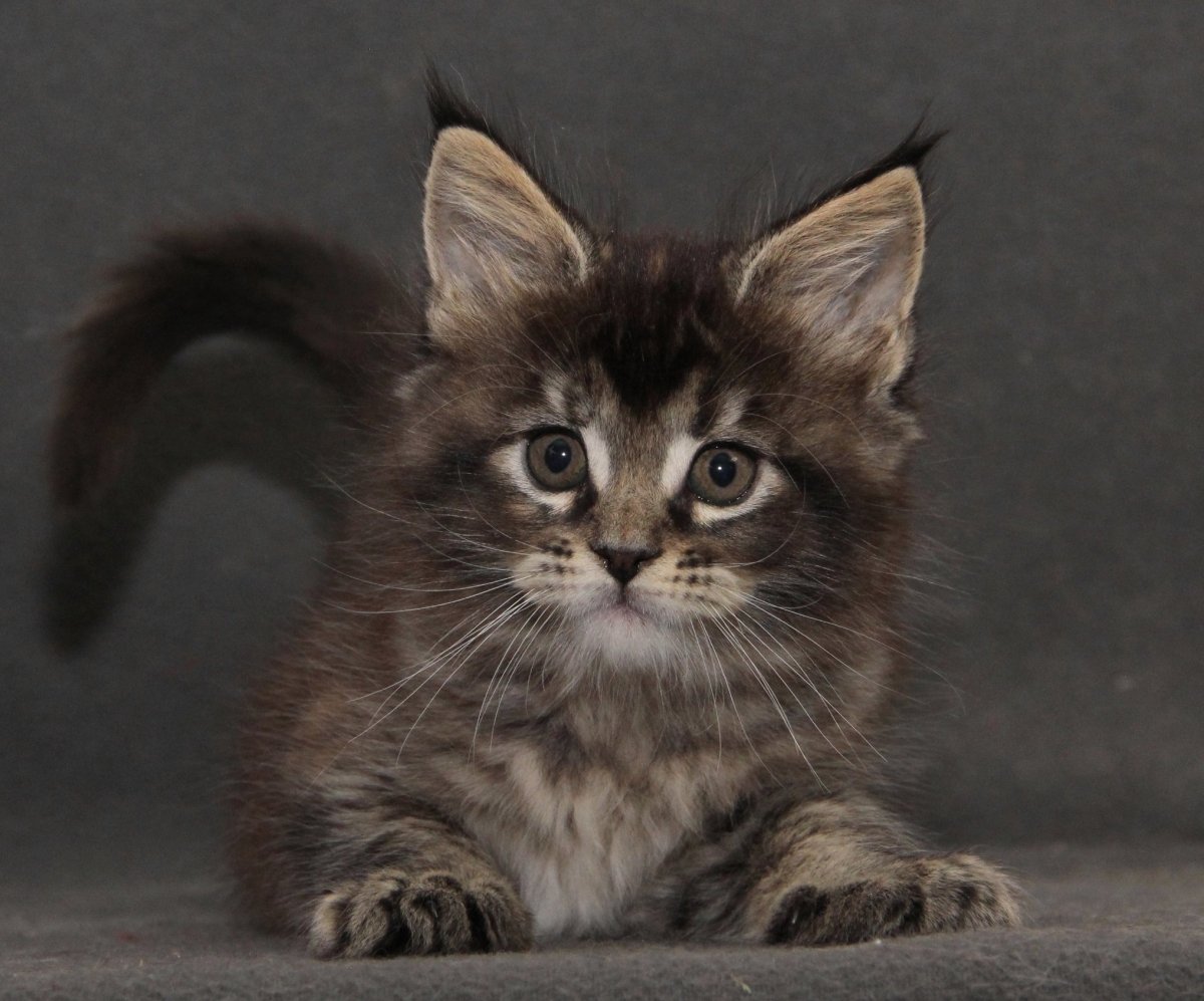 Порода кошек Мейн кун rfnznf