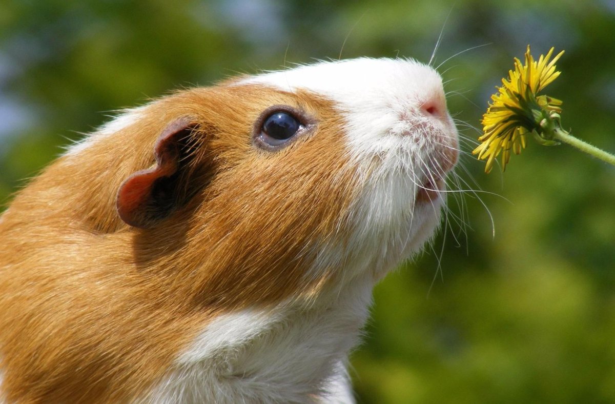 Морские свинки