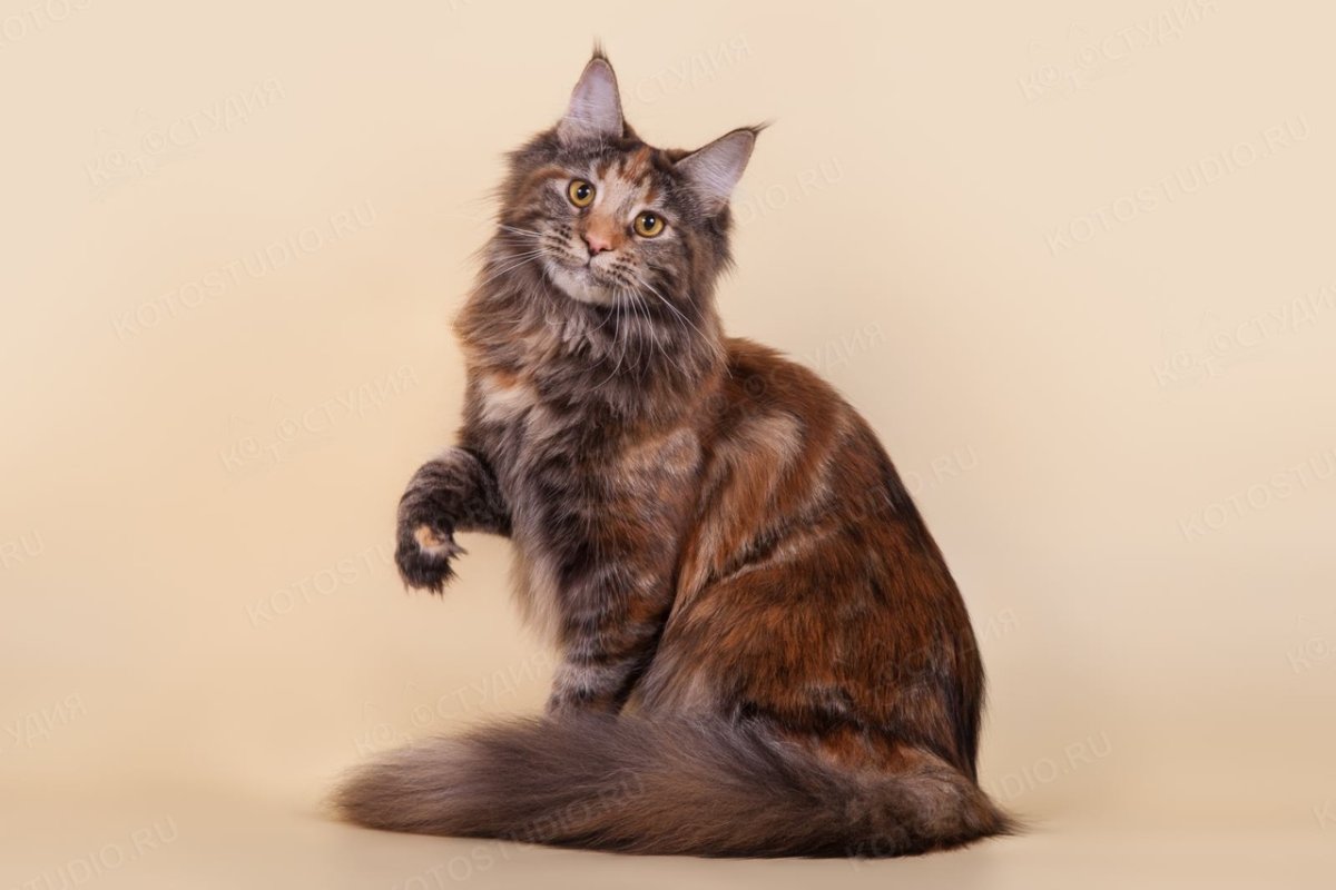 Пророда кошек майнкуны