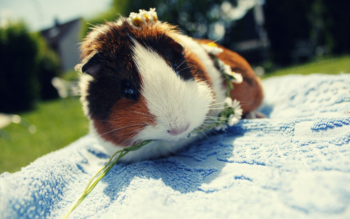 Хомяк джунгарский