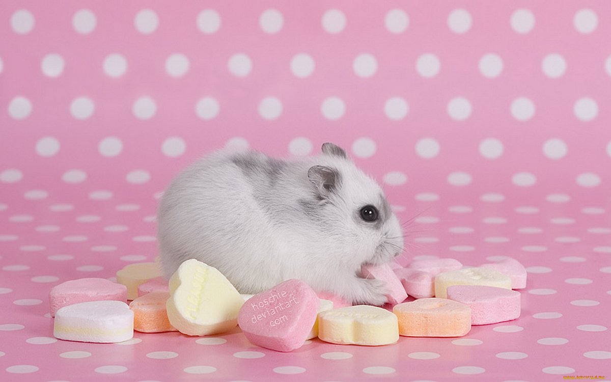 Орешниковая Соня