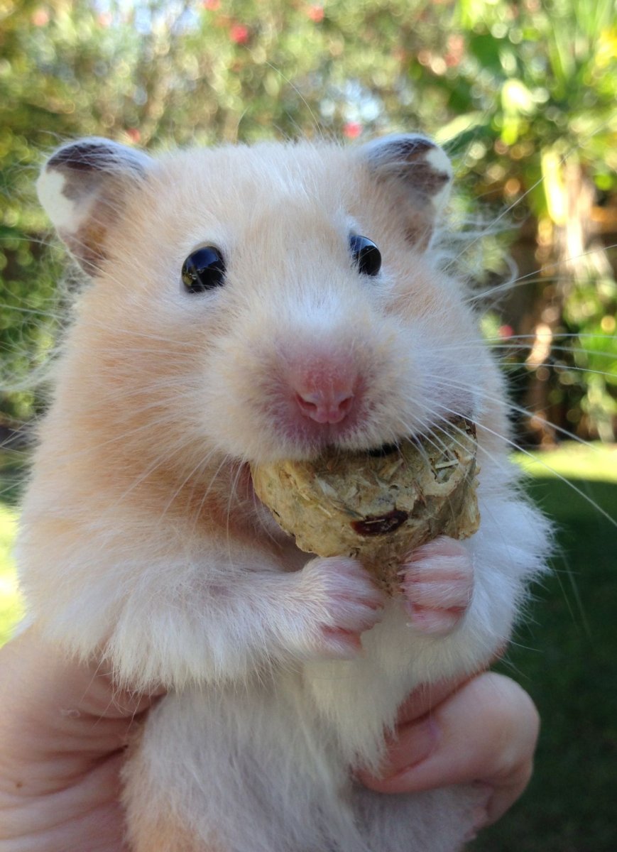 Хомяк улыбается