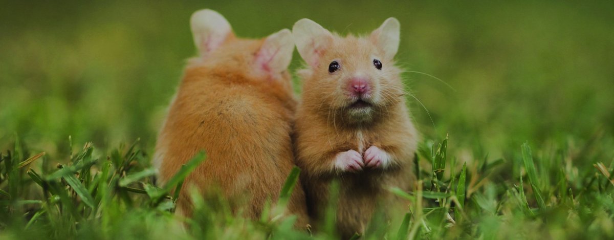 Сирийский хомяк Хома