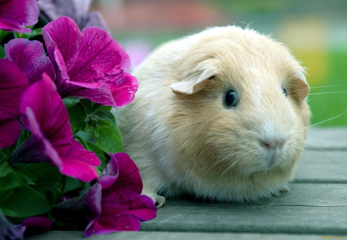 Хомяк сирийский далматинец