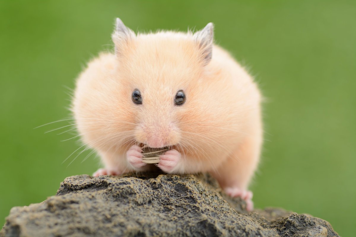 Красивый хомяк