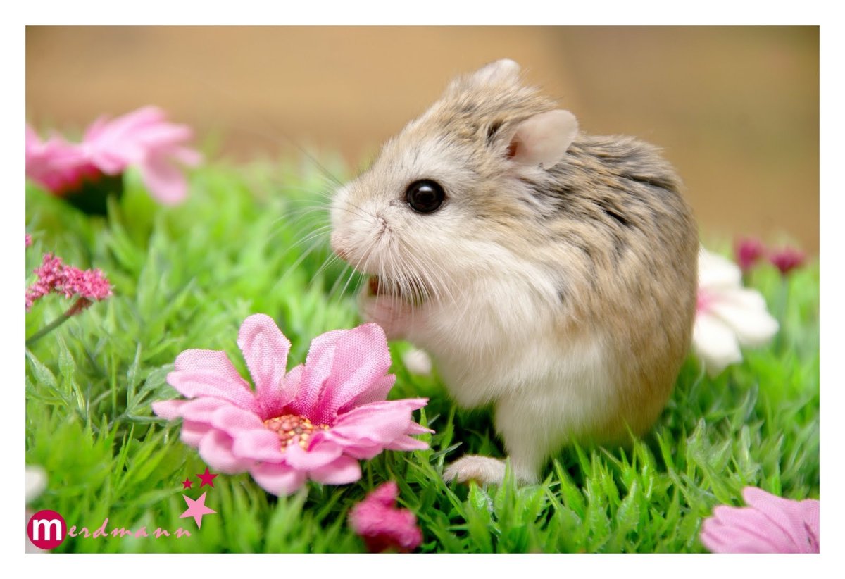 Милый хомяк