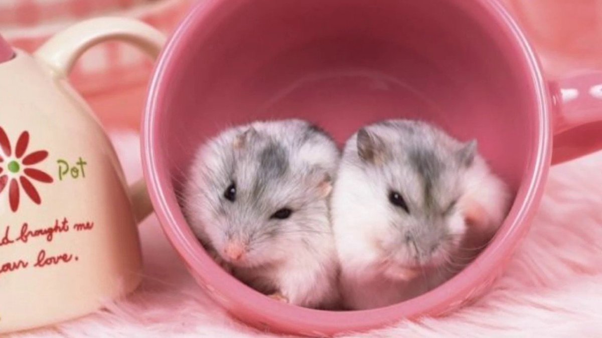 Хомячок с цветами