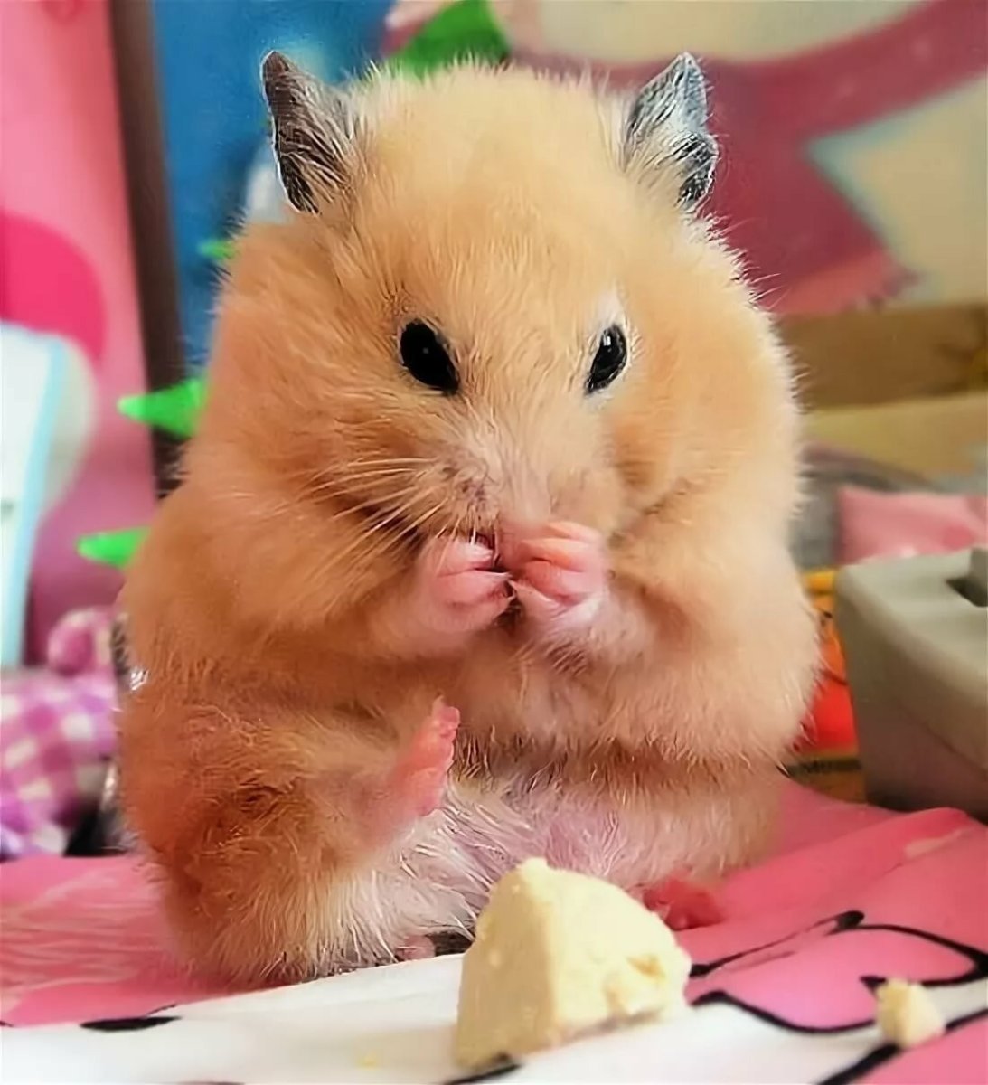 Хомяк сирийский