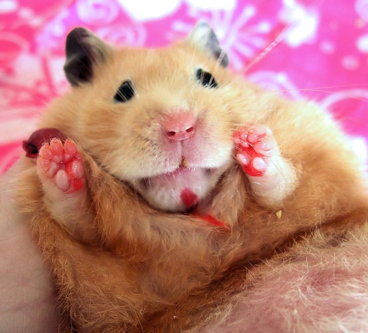 Толстые хомяки