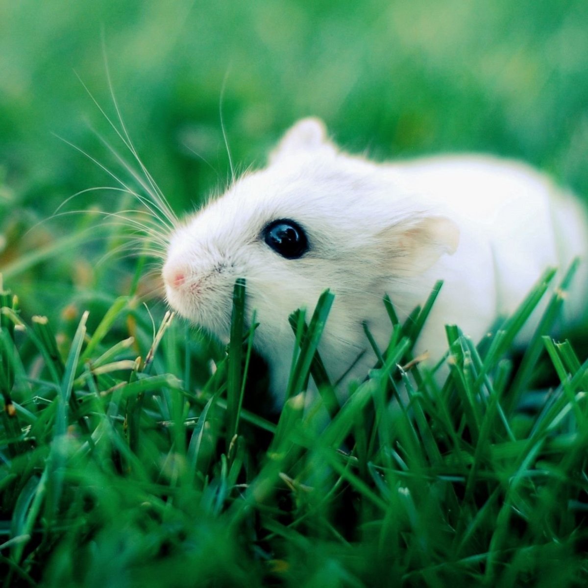 Крыса и хомяк