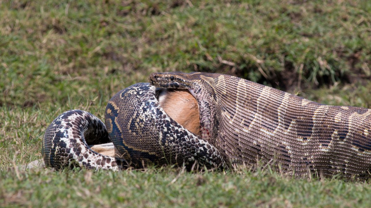 Африканский ЯЙЦЕЕД