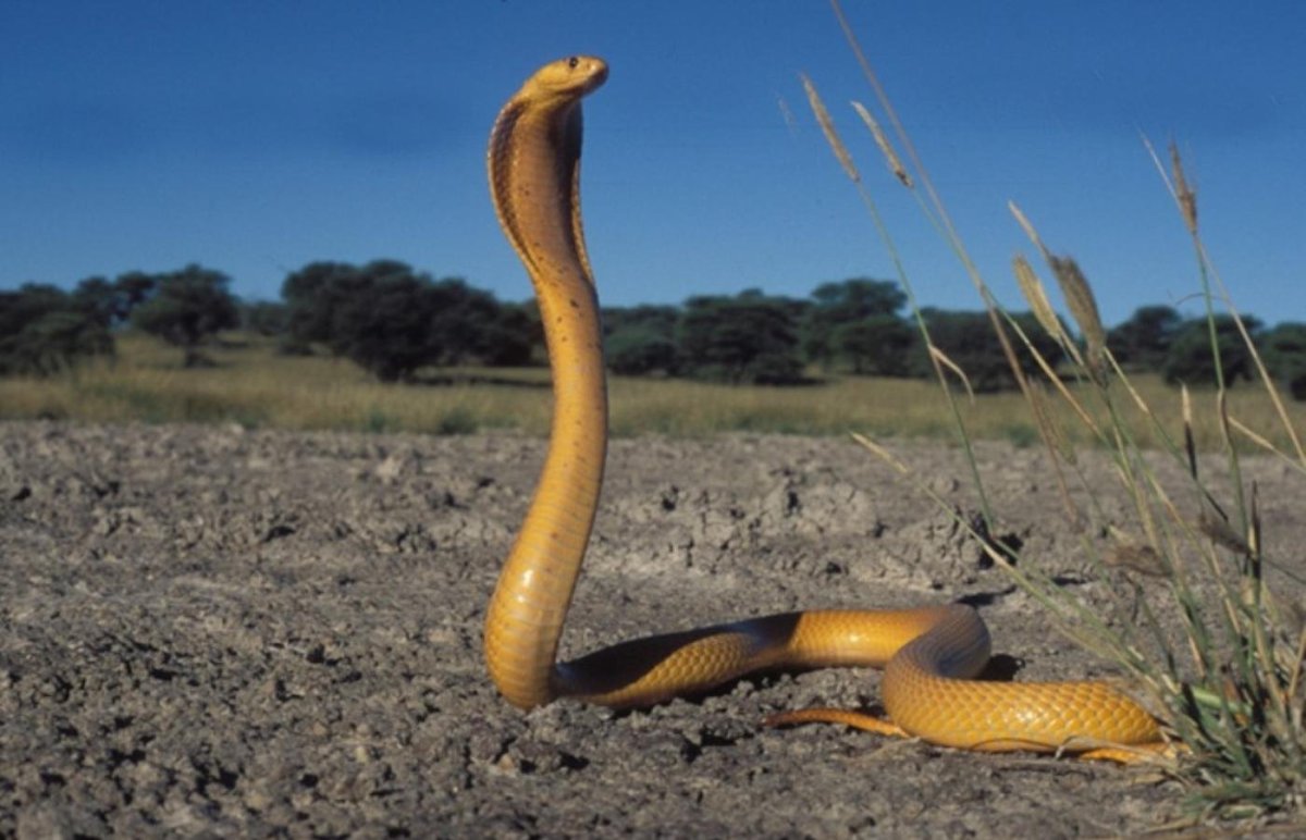 Сахарская Кобра