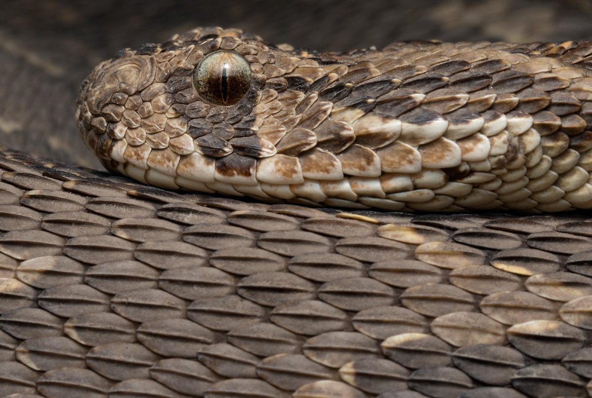 Шумящая гадюка Bitis Arietans