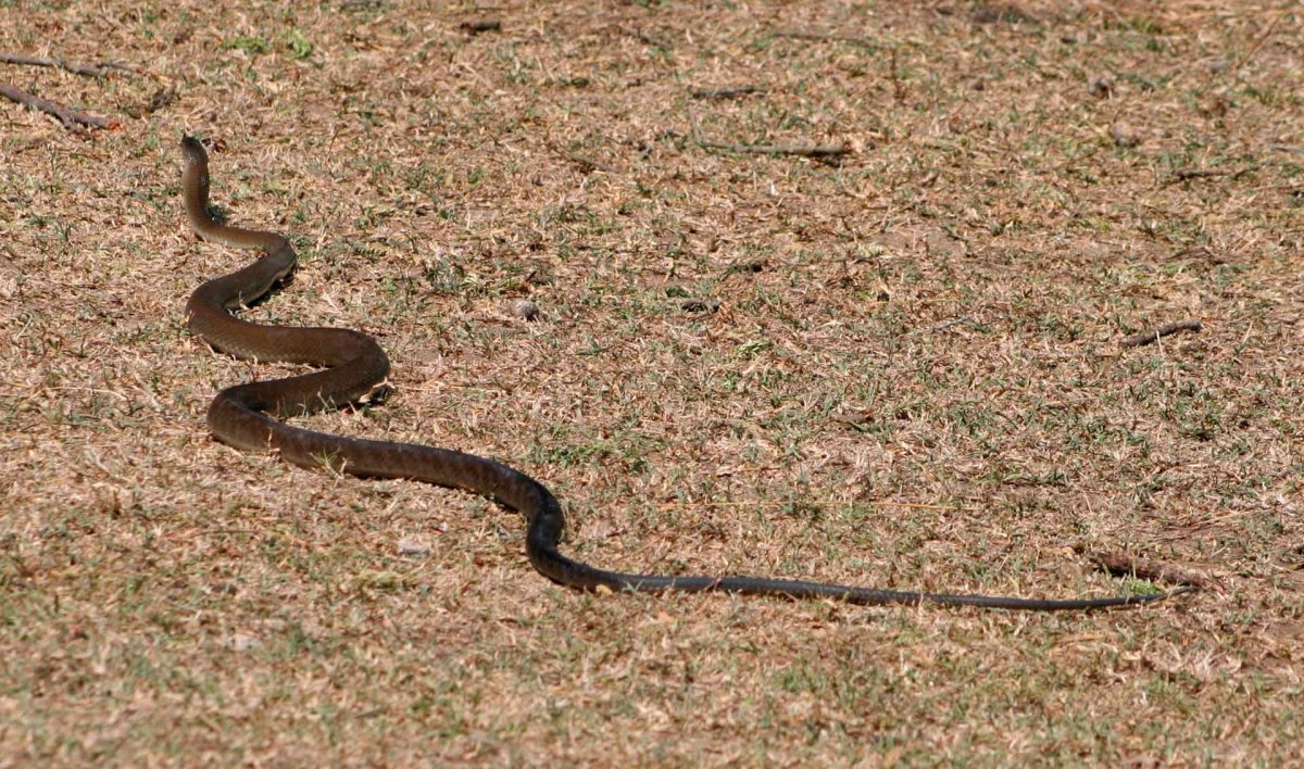 Змея песчаный удавчик