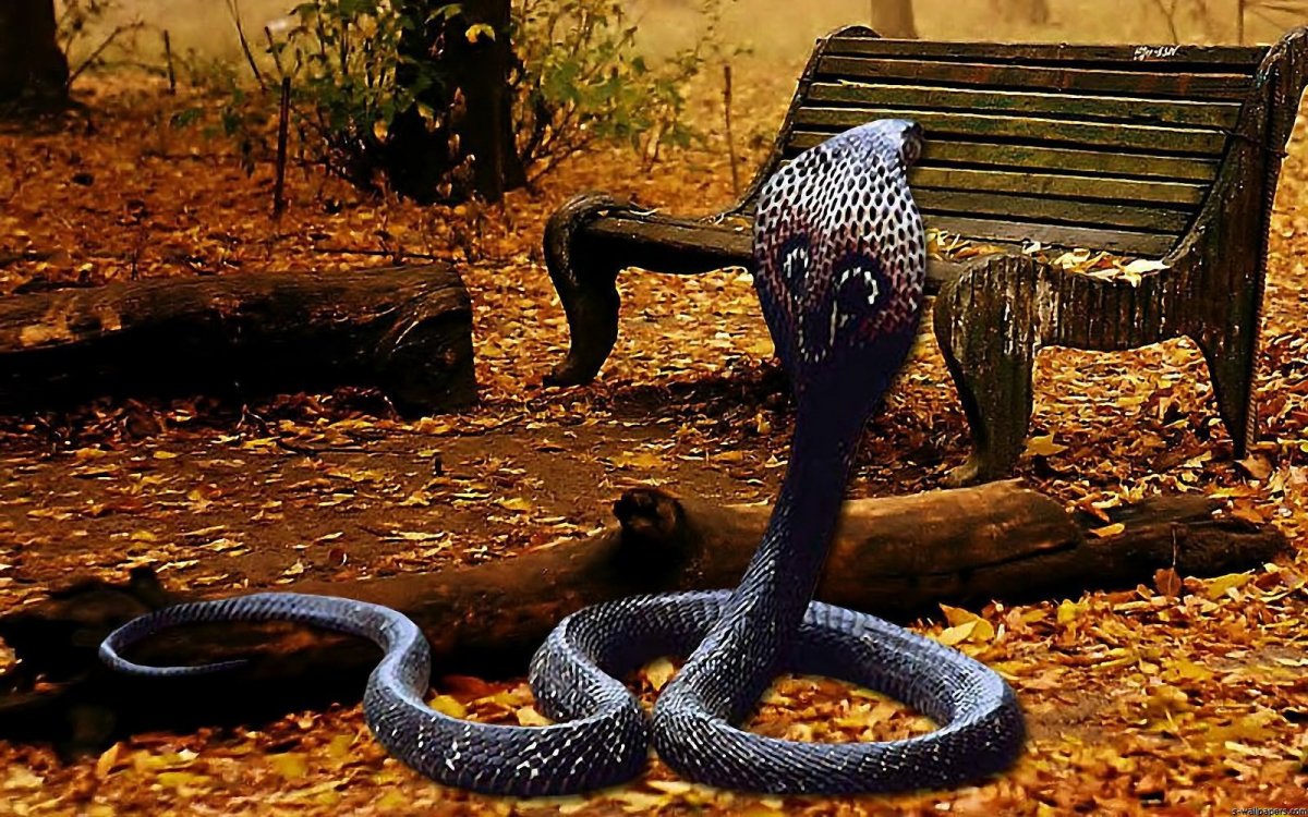 Красивая Кобра