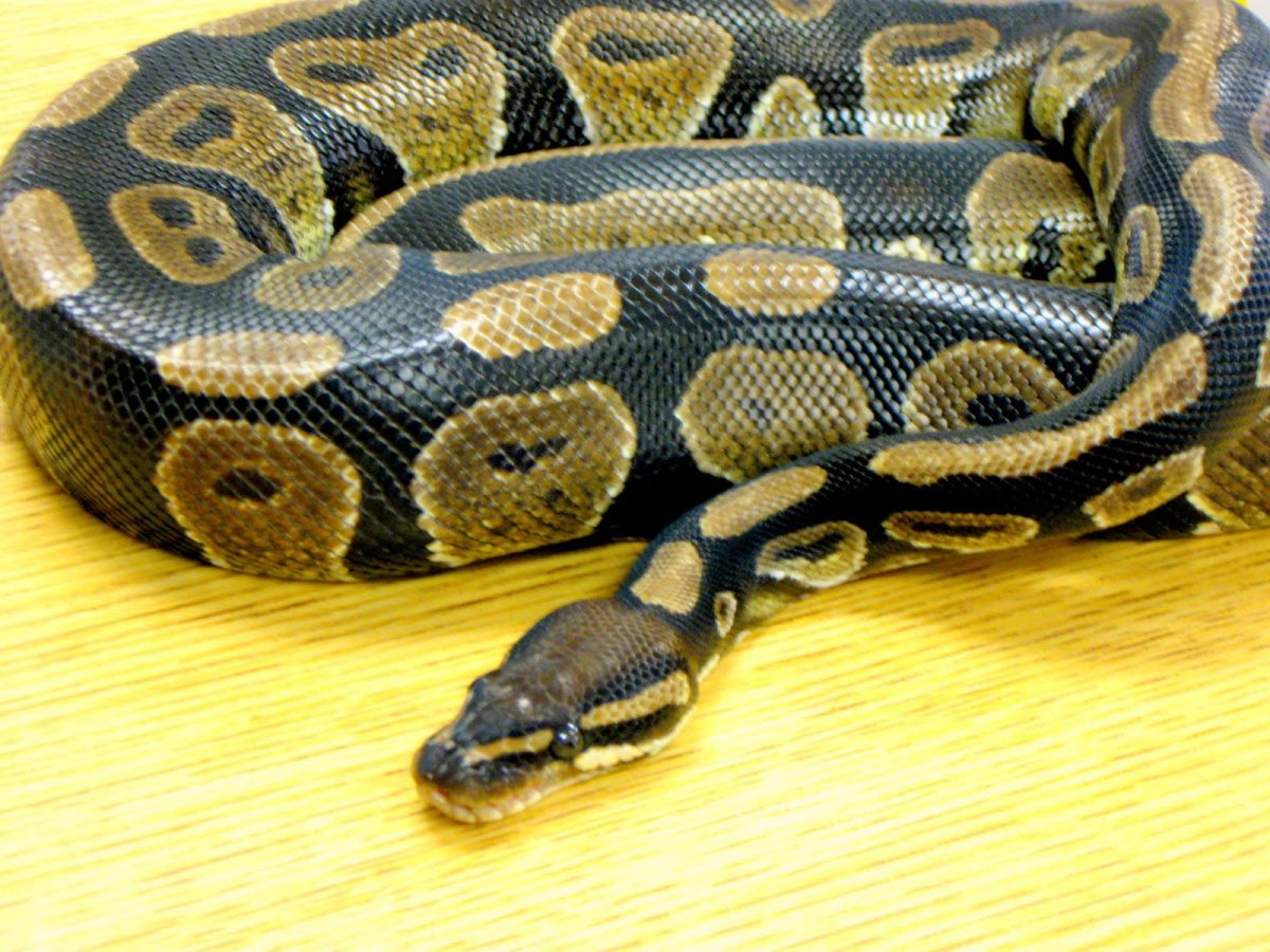 Змея ЯЙЦЕЕД