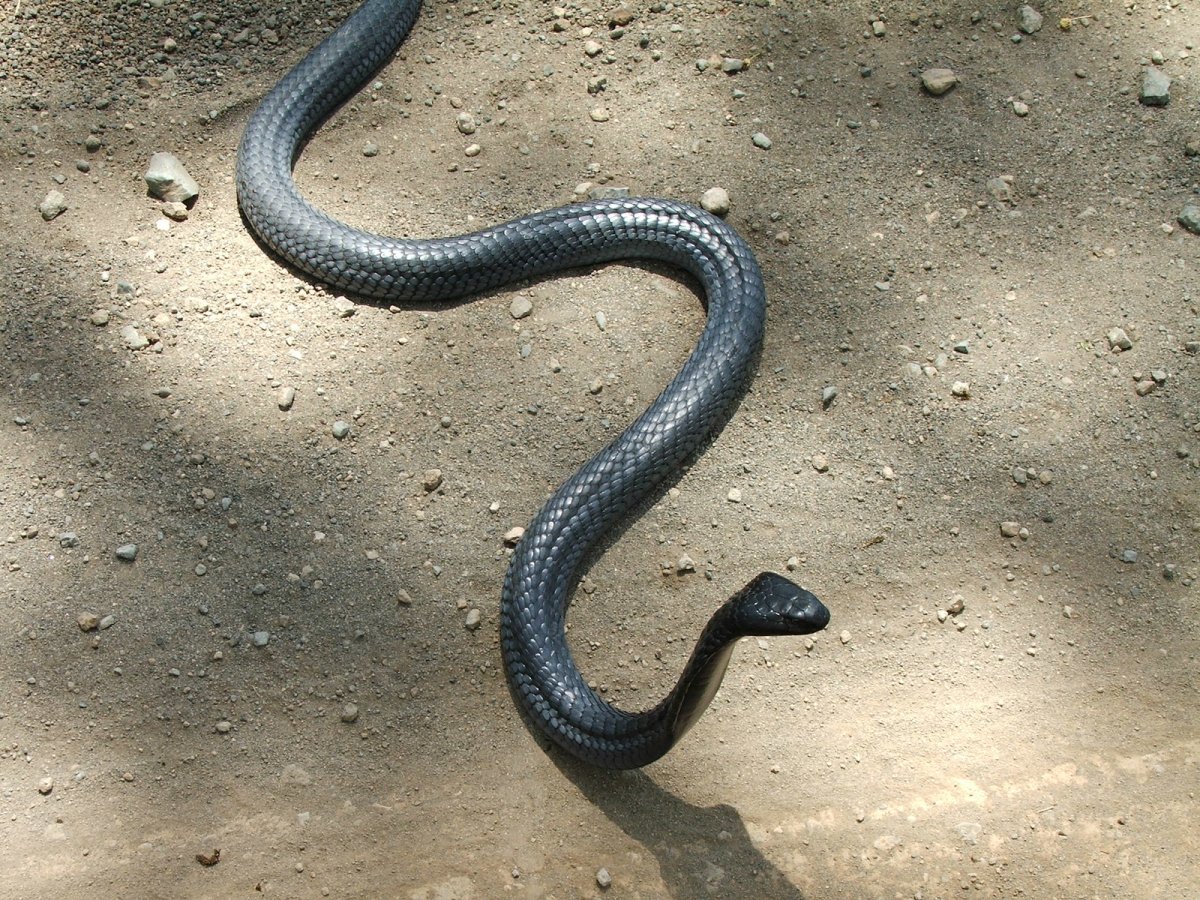 Кустарниковая гадюка (Atheris