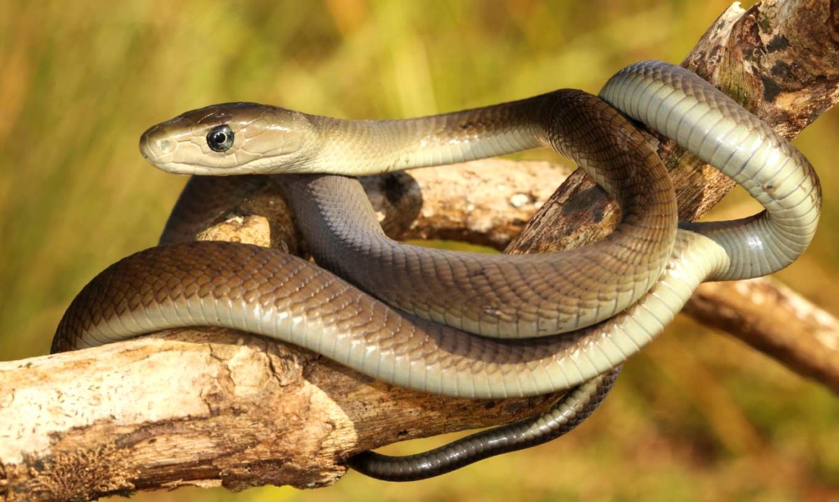 Зеленая мамба (Африканский изумрудный гигант)