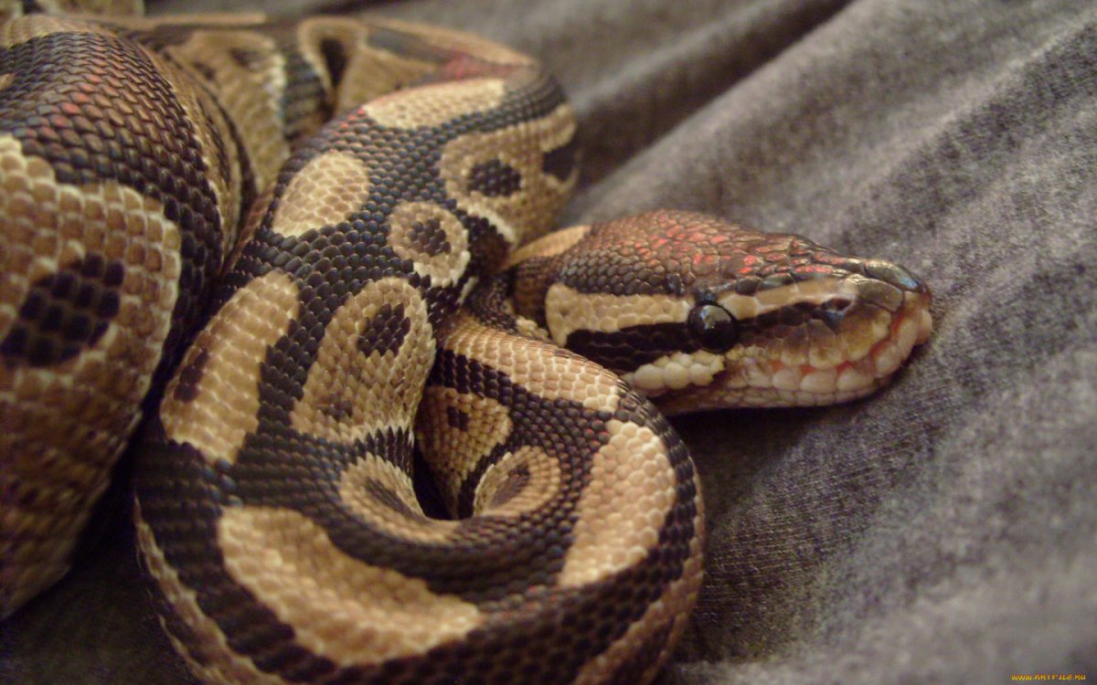 Гамадриад или Королевская Кобра