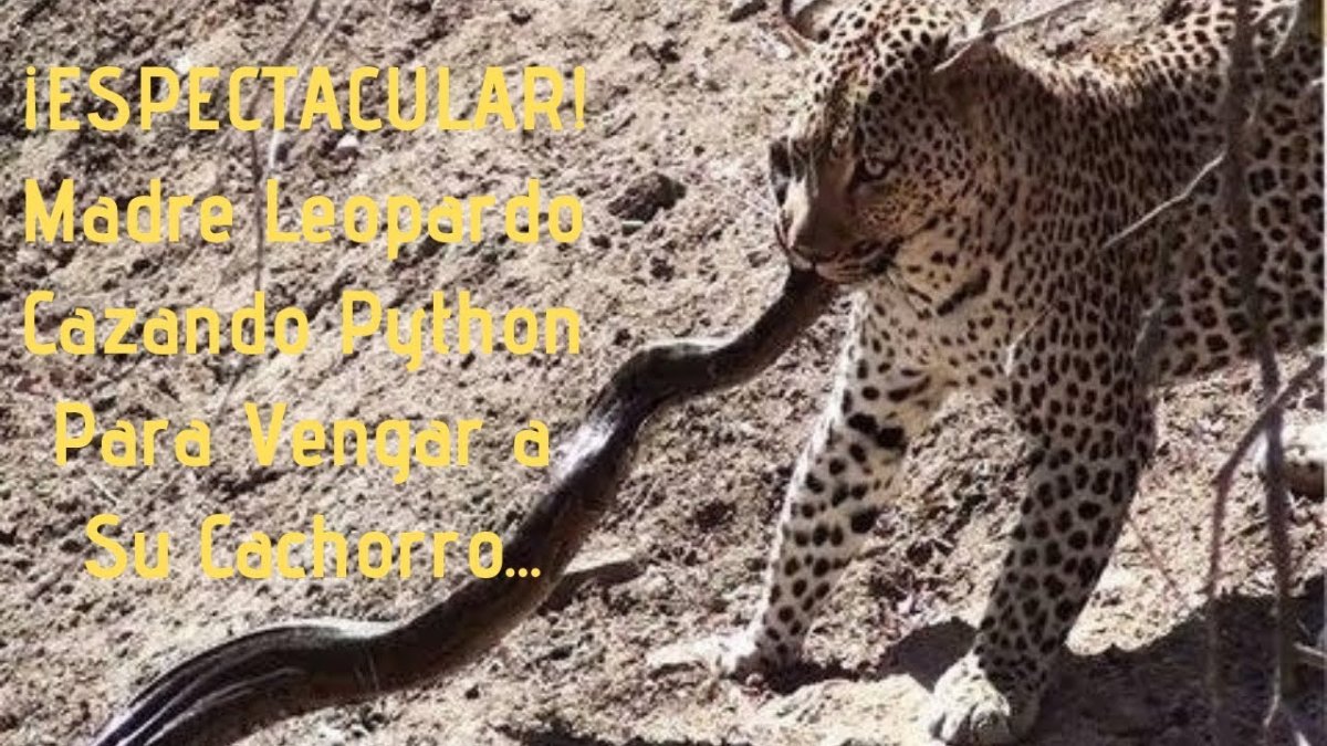 Африканский иероглифовый питон