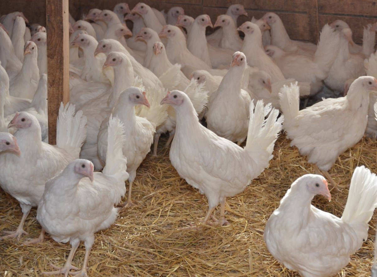 Декалб Браун порода