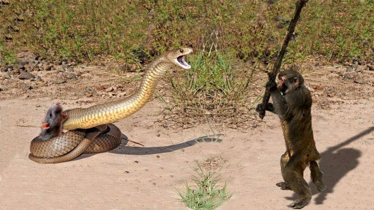 Кустарниковая гадюка