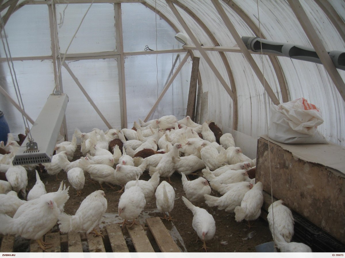 Хайсекс Уайт-4