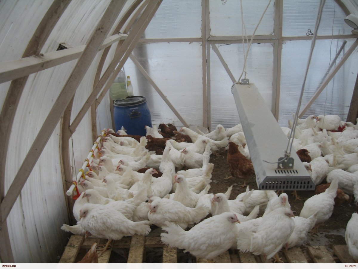 Куры хайсек Уайт 5 месяцев