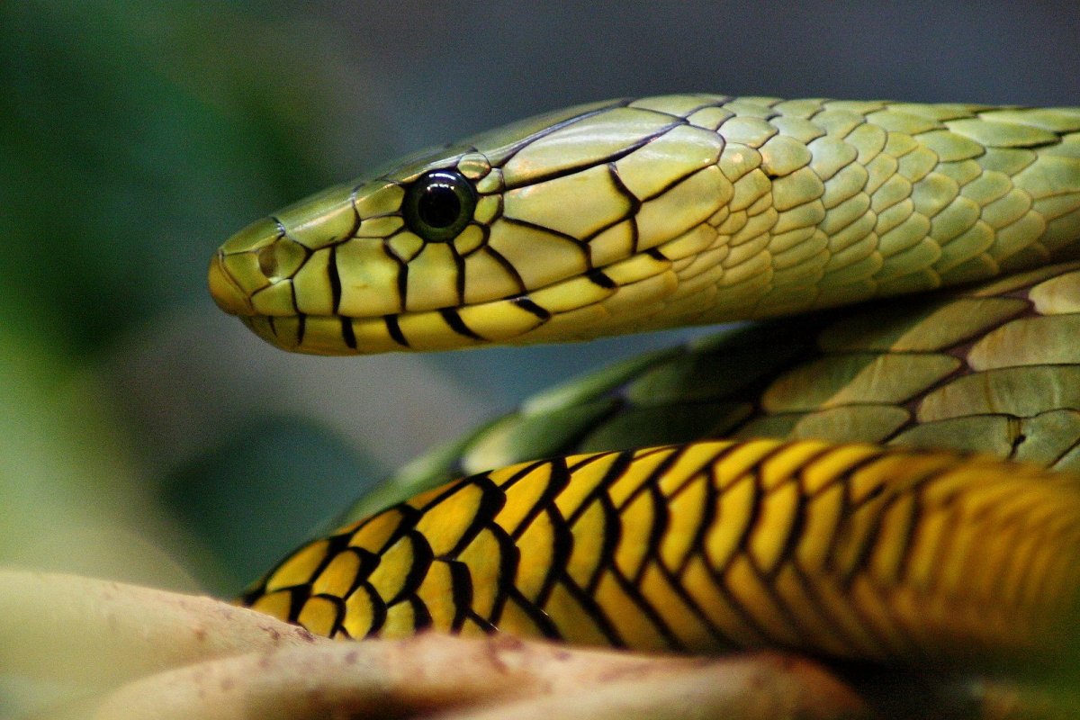 Африканская змея мамба